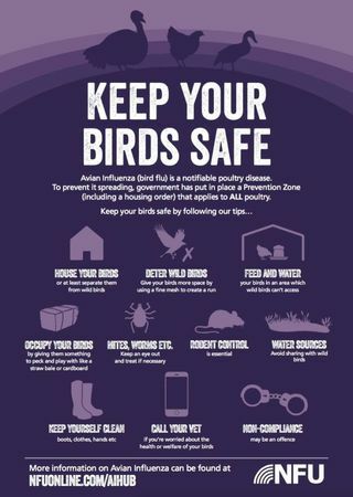Kuinka suojata siipikarjaa lintuinfluenssalta tänä vuonna