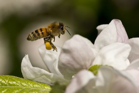 Miksi mehiläishoito on uutta uutta terveystrendiä, josta me kaikki voisimme hyötyä