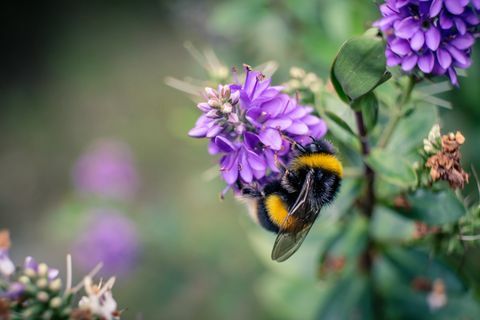 Kuinka houkutella mehiläisiä puutarhaan: kaikki mitä voit tehdä lajien lopettamiseksi vähenee Yhdistyneessä kuningaskunnassa