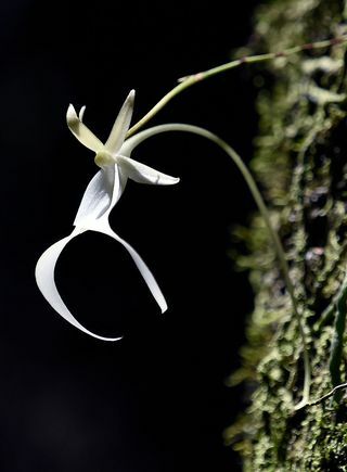 Ison-Britannian uhanalaisimmat kasvit paljastuivat - Ghost Orchid