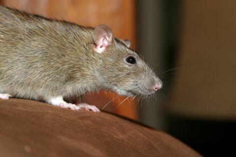 Kuinka päästä eroon rotista kotona - Asiantuntijavihjeitä