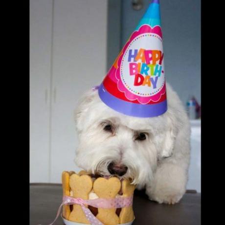 14 kuvaa koirista, jotka syövät (koiraystävällisiä) kakkuja parantamaan maanantaien pahinta tapausta
