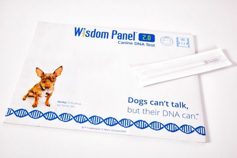 Voit nyt löytää koiran sukutaulun käyttämällä tätä uutta kotona suoritettua DNA-testauspakettia