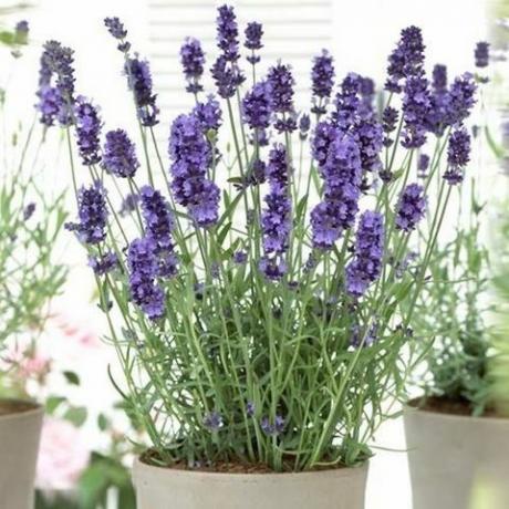 5 parhaiten hajuista huonekasvia - Gardenia, laventeli ja sitrushedelmät