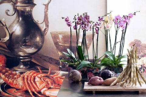 Kolme orkideatyyppiä, jotka auttavat sinua omaksumaan vuoden 2017 Harmonise-trendi