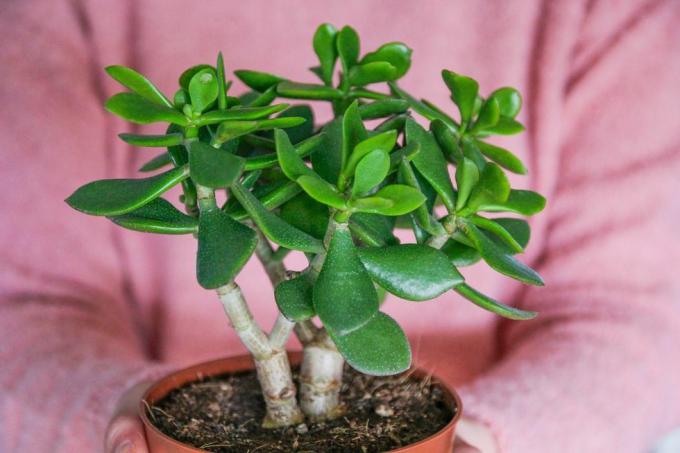 Jade-kasvien hoitovinkkejä