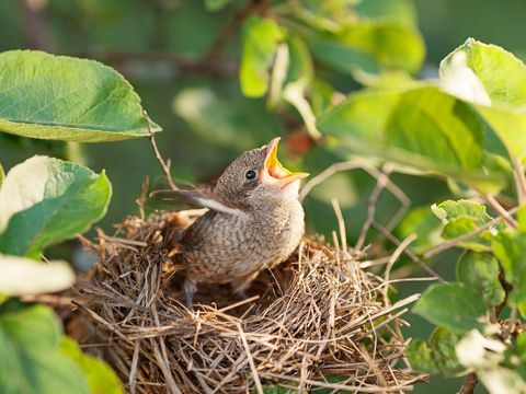 RSPB paljastaa, mitä tehdä, jos löydät puutarhastasi hylätyn poikasen tai vauvan linnun