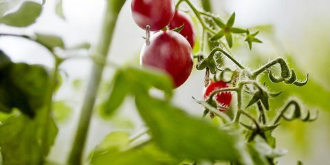 Kuinka kasvattaa täydellisiä tomaatteja