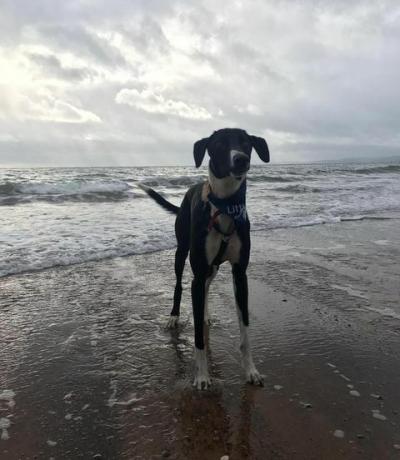 Sadat ihmiset auttavat 'Ison-Britannian yksinäisintä koiraa' etsimään uutta kotia - Pikkulaakson eläinsuojus RSPCA