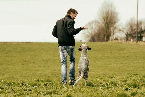 Lemmikkikoirien kannustaminen auttaa heitä paremmin ongelmanratkaisussa - Koiran koulutusvinkkejä